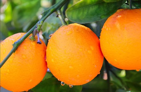 Valencia Orange