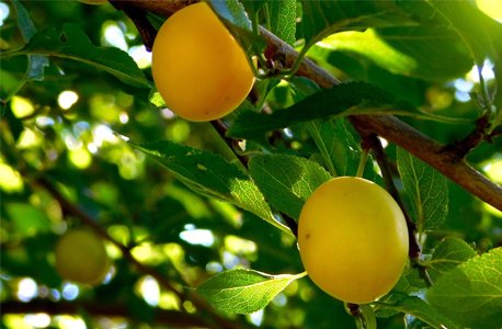 Yellow Plums